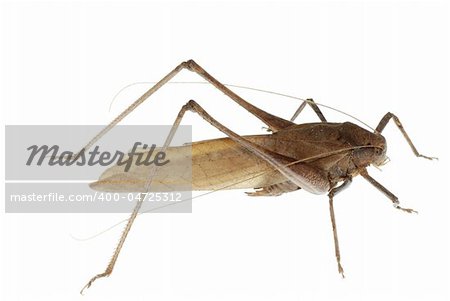insect katydid isolated in white background, in China.