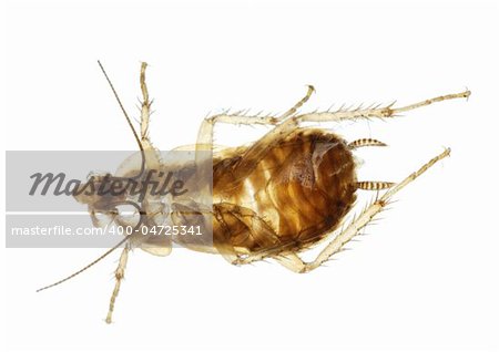 Cockroach insect molt isolated in white