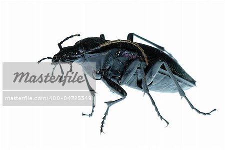 insect ground beetle (Carabus prodigus)isolated in white background