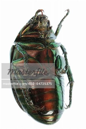green beetle insect (Anomala cupripes) isolated on white