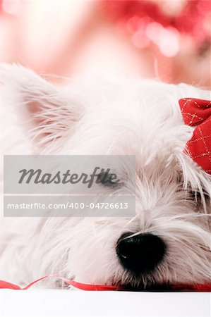 White puppy with red bow.