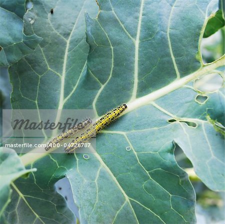 Two yellow and black large White butterfly larva on cabbage leaves