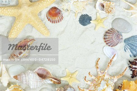 starfish and shells on the beach