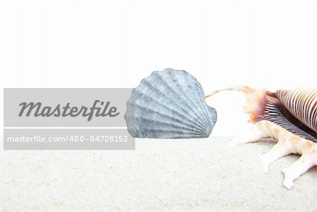 starfish and shells on the sand
