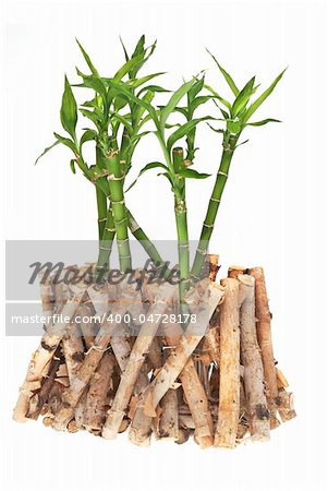 Green bamboo isolated on white background.