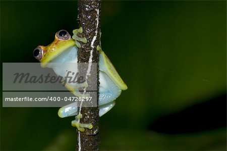 Frogs shot in Ecuador, South America