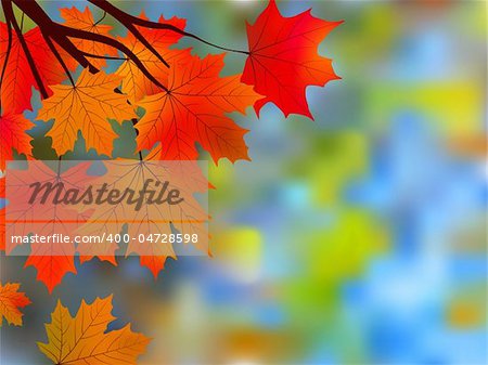 Autumnal maple, background. EPS 8 vector file included