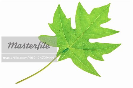 A beautiful lush green pawpaw or papaya leaf. Isolated over white with clipping path.