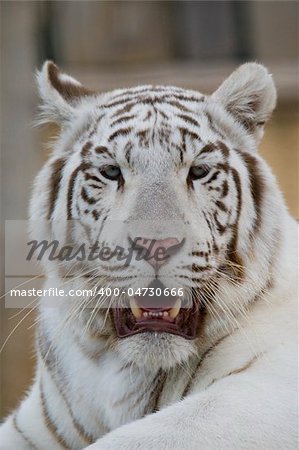 White Tiger Portrait, Athens Zoo, Greece