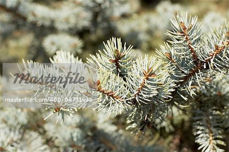 Branches of blue spruce (coniferous tree)