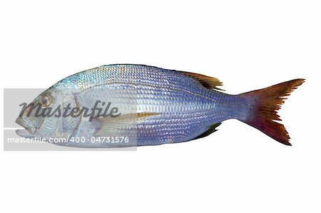 Dentex vulgaris toothed sparus snapper fish isolated on white