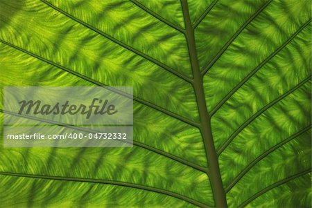 big leaf is the symbol in the fertility.