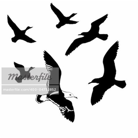 vector silhouettes flying birds on white background