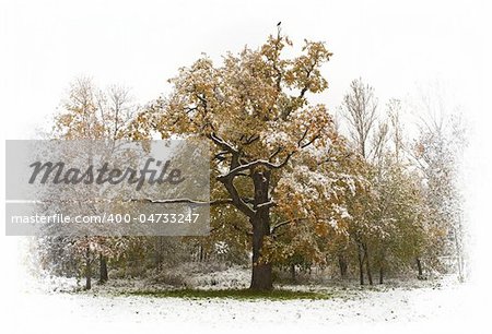 First unexpected snow in autumn cover yellow and green trees with leaves. Alone bird feel cold at the top of old oak.