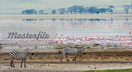 Two zebras and flamingo. Burchell's Zebra crossing a lake infront of pink Flamingoes in the Ngorongoro Crater Tanzania east Africa