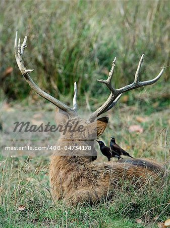 Inform.A Swamp Deer or Barasingha (Rucervus duvaucelii) and two yellow-billed oxpeckers. Kanha National Park.