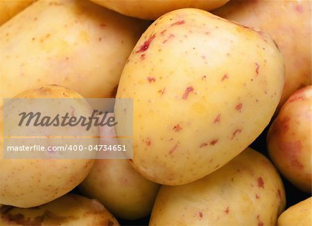 Potato close up. Many young potatoes