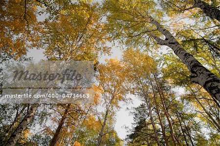 The tops of the trees in autumn. Autumn forest with pines and birches. The natural background for any purpose