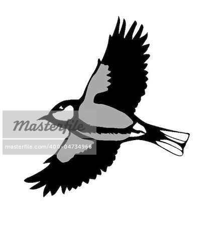 vector silhouette of the tomtit isolated on white background