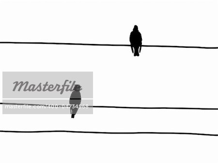 vector silhouette of the waxwings on wire