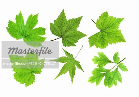 Green spring leaves isolated on white background