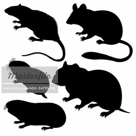 vector silhouettes rodent on white background