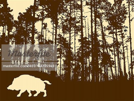 silhouette of the wild boar in thick wood