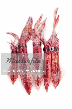 fresh squid Loligo vulgaris seafood catch on white background