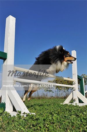 beautiful purebred boxer jumping in a training of agility