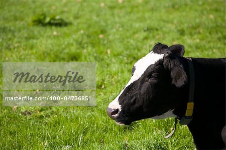 Dutch cow in the meadow