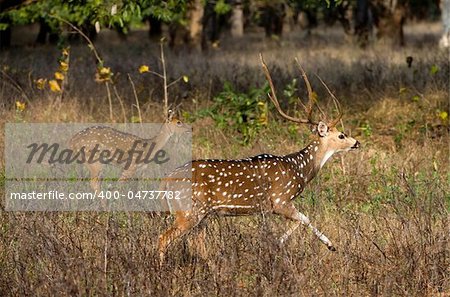 Axis or Spotted Deer (Axis axis) INDIA Kanha National Park