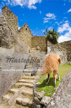 Llamas walking among old ruins at Machu Picchu