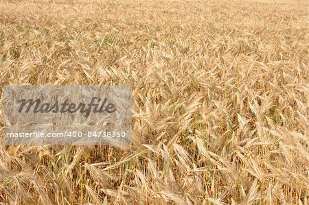 Gold wheat field