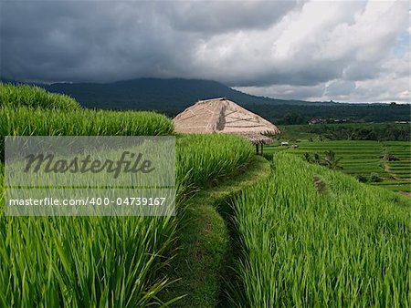 Traditional hut on rice fields