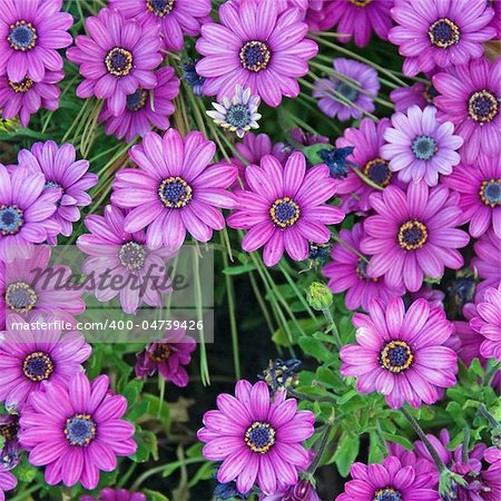 This midday shot of lavender daisies was taken from directly overhead.