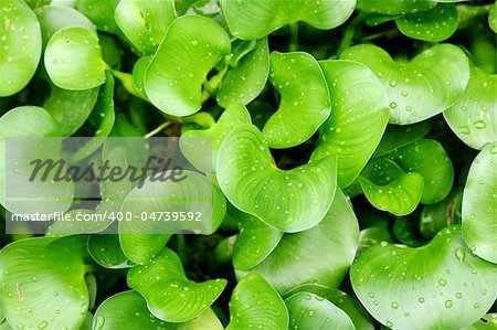 green plants background