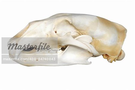 Polar bear skull profile showing the large predator canines, isolated on white background.