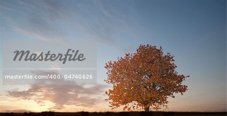 Tree in autumn with blue evening sky