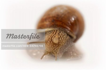 Close up of garden snail isolated on white