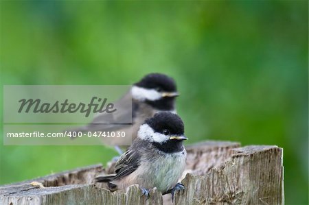 Juvenile Black-capped Chickadee (Poecile atricapillus) perched on a wooden pole with a green background