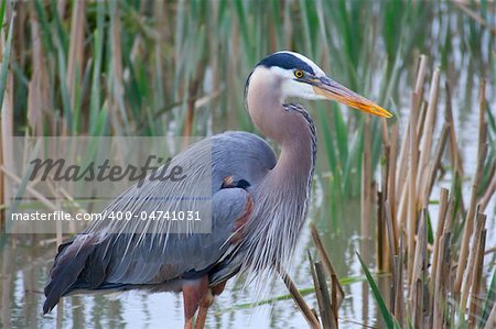 Great blue heron (Ardea herodias)