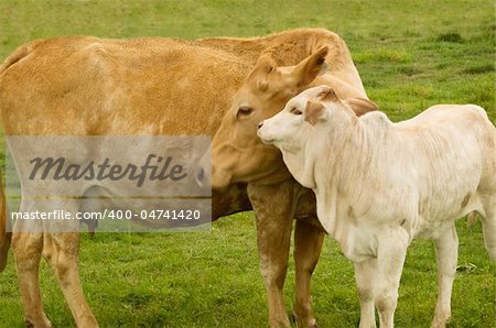 charolais cow with baby calf - spring time mother  love - rural scene