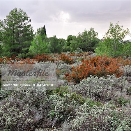 Field of sage herbs in a forest.