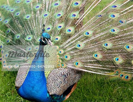 Male peacock with feathers spread on green grass