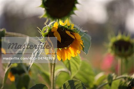 sunflower close-up with sunrise