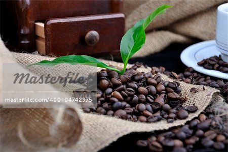 coffe plant in granules
