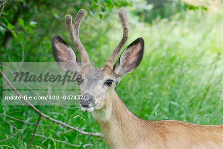 Mule Deer in Park