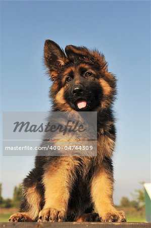portrait of a cute puppy purebred german shepherd, focus on the eyes