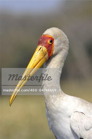 The Yellow-billed Stork, Mycteria ibis, is a large wading bird in the stork family Ciconiidae. It occurs Africa South of Sahara and in Madagascar. Plumage mainly pinkish-white with black wings and tail; bill yellow, blunt, and decurved at tip. Immature birds are greyish brown with dull greyish brown bill, dull orange face and brownish legs