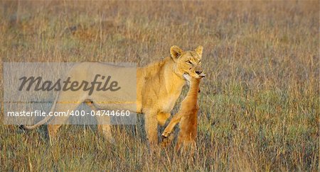 A lioness with new-born antelope prey. The lioness goes on savanna and bears the killed kid of an antelope. A yellow grass. The morning sun.